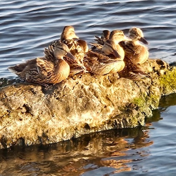 Meet your Posher, Maddie - Picture 3 of 3